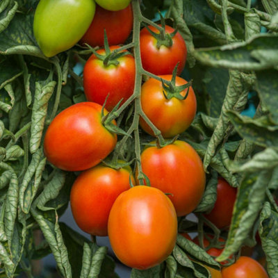 Marshalls Garden Red Tomato Seeds Sahel High-Yield Disease-Resistant Variety Pack Size 10
