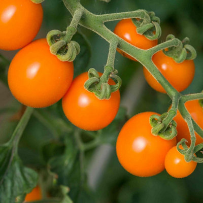 Marshalls Garden Tomato Seeds 'sunset'Cherry Tomato Variety 10 Seeds from B&Q