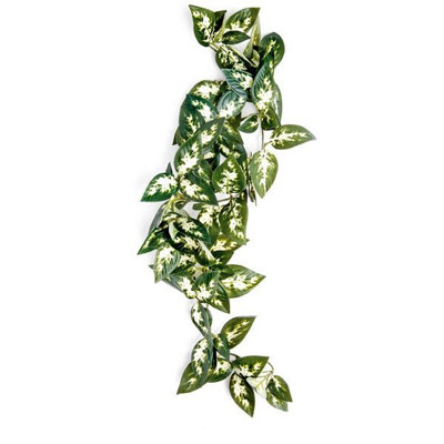 Komodo Borneo Hanging Vine 23Cm from B&Q