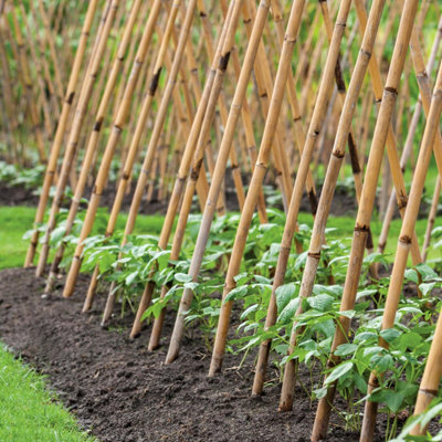 Grow It Bamboo Canes Lightweight Reusable Plant Supports For Flowers Vegetables And Climbers