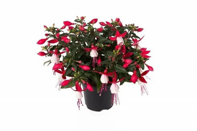 Fuchsia Bella Evita 3 Plants In 9Cm Recyclable Pots Garden Plant from B&Q