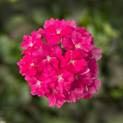 Verbena Lanai Deep Pink Uk Grown 3  9Cm Recyclable Pots Garden Plant from B&Q