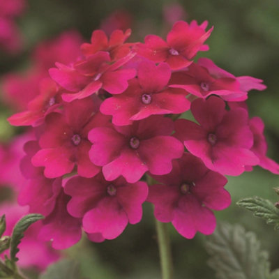Verbena Lanai Raspberry 9Cm In Recyclable Pots 3 Plants Garden Plant from B&Q