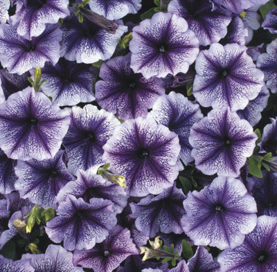 Petunia Surfinia Blue Vein 9Cm In Recyclable Pots 3 Plants Garden Plant from B&Q