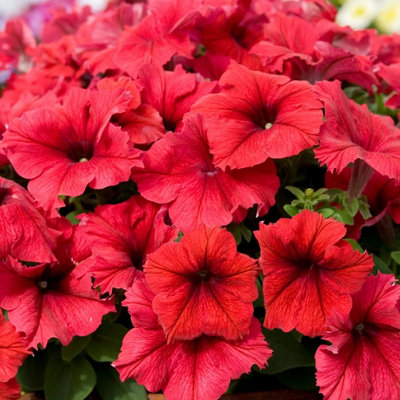 Petunia Surfinia Deep Red 9Cm Potted Plants 3 Garden Plant from B&Q