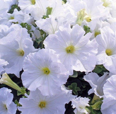 Petunia Surfinia White 3 Plants 9Cm Pots Pure White Blooms Garden Plant from B&Q