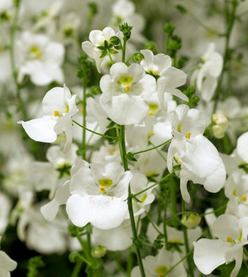 Diascia Flying Colours White 9Cm In Recyclable Pots 3 Plants Garden Plant from B&Q