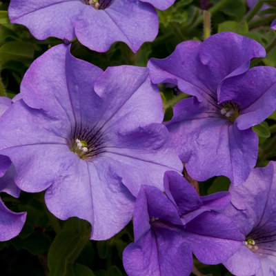 Petunia Surfinia Heavenly Blue 9Cm In Recyclable Pots 3 Plants Garden Plant from B&Q