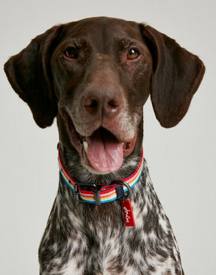 Joules Rainbow Stripe Dog Collar, Large