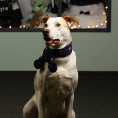 Pet Brands Starry Nights Gold Star Print Scarf from B&Q