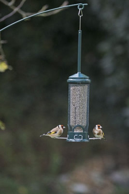 Jacobi Jayne Squirrel Buster Mini 600Ml from B&Q