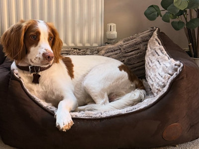 Snug & Cosy Pets Snug And Cosy Novara Rectangle Bed 21" Brown