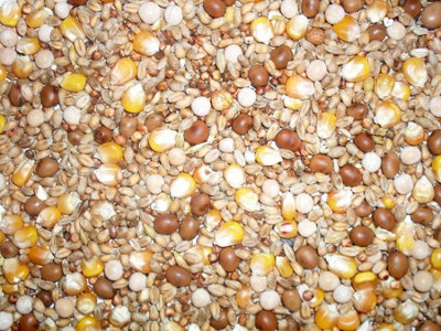 B&Q -  J&j Pigeon Four Season Mix 20Kg
