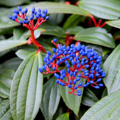 Plant Theory Outdoor Shrub Plant Viburnum Davidii Bush Shrubs For Garden 2L Pot from B&Q