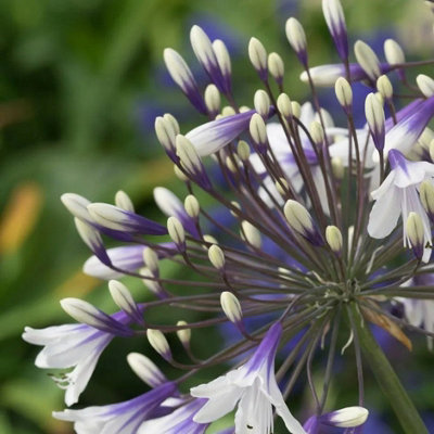 Primrose Agapanthus African Lily 9Cm Pot Perennial Plant from B&Q
