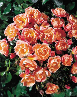 Happy Retirement Rose Pale Peach Flowers55L Pot Gift Rose Garden Plant from B&Q