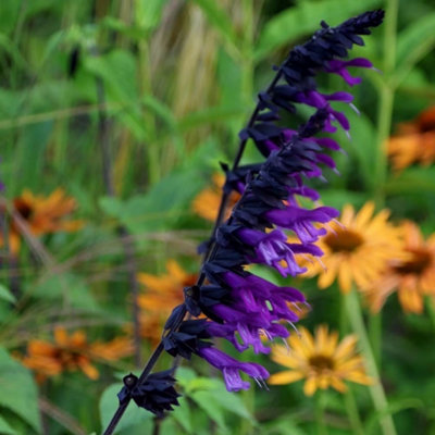 Primrose Salvia Amistad Sage 9Cm Pot Perennial Plant from B&Q