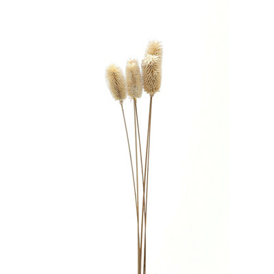 Bouquet  Of  Dried  Tall  Thistle from B&Q