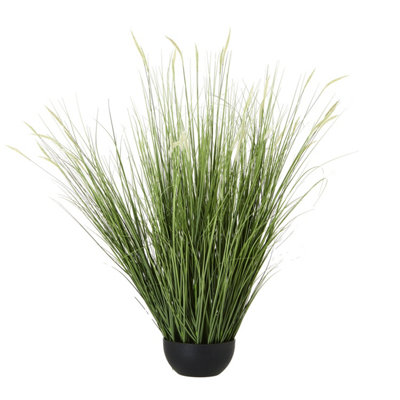 Large  Onion  Grass  Plant  In  Pot from B&Q