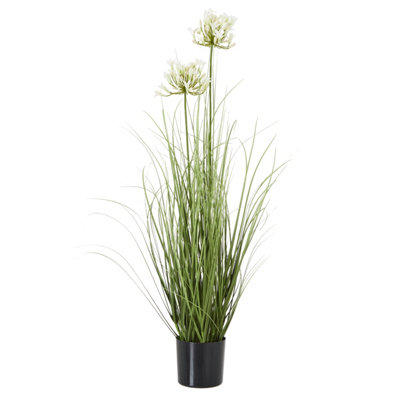 White  Agapanthus  Plant  In  Pot from B&Q