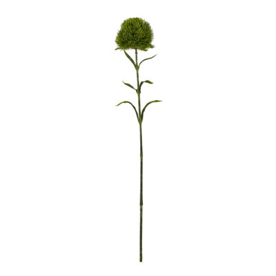 Dark                  Green                  Dianthus                  Stem from B&Q