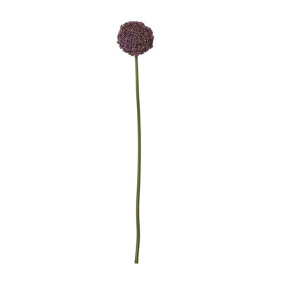  - Purple                  Allium                  Stem
