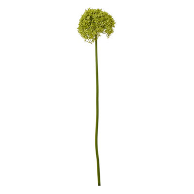 Green                  Giant                  Allium                  Stem from B&Q
