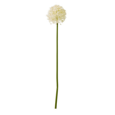  - Cream                  Medium                  Allium                  Stem
