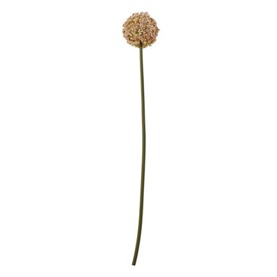  - Pink                  Allium                  Stem