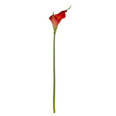 Hill Interiors Fireball Calla Lily Artificial FlowerPlasticH70 CmRed from B&Q