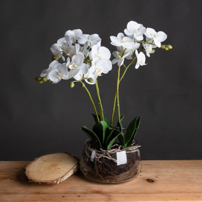 Hill Interiors Uk Homeliving Orchid In Glass Pot White