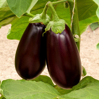 B&Q -  Aubergine Seeds 'genie'15 Seeds For Patio And Greenhouse Growing