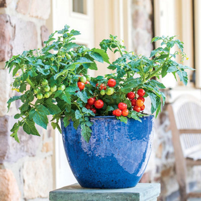 Marshalls Garden Veranda Red Tomato Seeds 10 Pack Dwarf Patio Variety Ideal For Pots from B&Q
