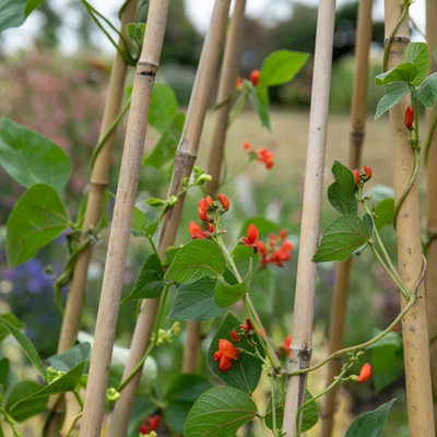 Marshalls Garden Runner Bean Seeds Scarlet Emperor - 50 Seeds