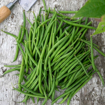 Marshalls Garden Green French Bean Dwarf Seeds Faraday - Compact Disease-Resistant Variety 50 Seeds Small