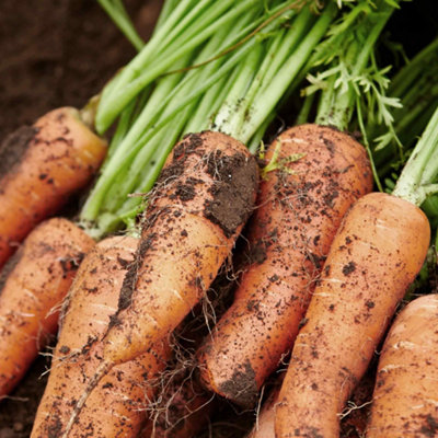 Marshalls Garden Carrot Seeds Short N Sweet1000 SeedsSweet Early Carrot For Containers And Heavy Soil from B&Q