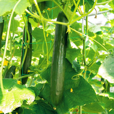 Marshalls Garden Cucumber Seeds 'tasty King' F1 Hybrid Pack Of 10 from B&Q