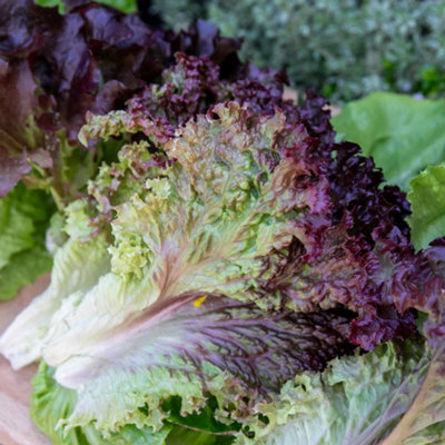 B&Q -  Lollo Rossa Lettuce SeedsCrimson-EdgedFast-Growing (Approx 300 Seeds)