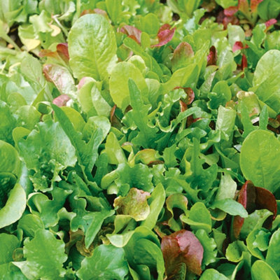 Marshalls Garden Lettuce Seeds'salad Bowl Mix' Cut-And-Come-Again600 Seeds from B&Q