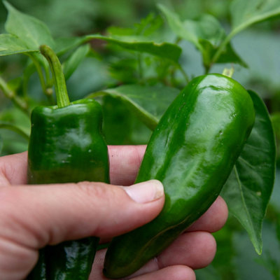 Marshalls Garden Padron Chilli Pepper SeedsSpanish Tapas Variety10 SeedsCapsicum Annuum from B&Q
