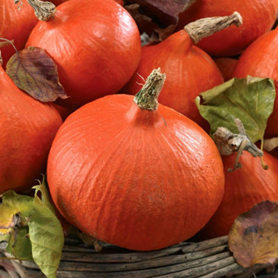 Marshalls Garden Squash Seeds Uchiki Kuri8 SeedsEarly High-Yield Chestnut-Flavoured Teardrop Squash from B&Q
