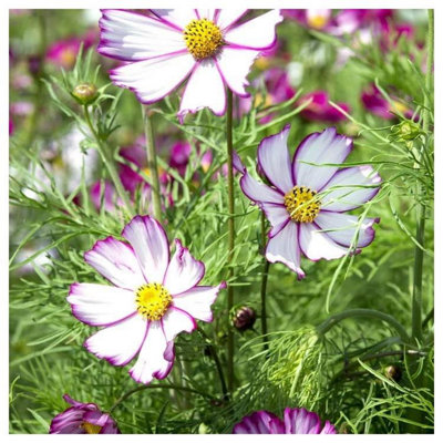B&Q -  Unwin Flower Seeds Cosmos Tip Top Picotee Seeds