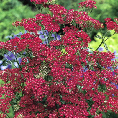 Marshalls Garden Achillea 'cassis' Seeds60 Red Yarrow Perennial from B&Q