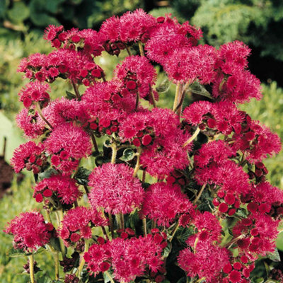 B&Q -  Ageratum Seeds 'red Sea'20 SeedsDeep Purple-Red Summer Flowers