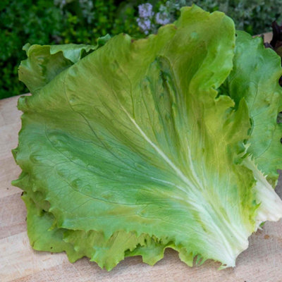 Marshalls Garden Lettuce Seeds 'iceberg Barcelona'250 Seeds from B&Q