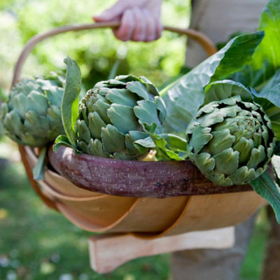 Marshalls Garden Artichoke Seeds Green Globe35 Seeds Perennial Hardy H4 from B&Q