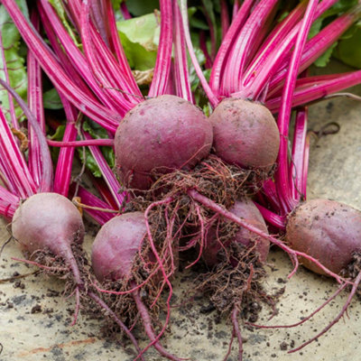 Marshalls Garden Beetroot Seeds BoltardyBolt-Resistant Early-Sowing Variety Rhs Agm 800 Seeds from B&Q
