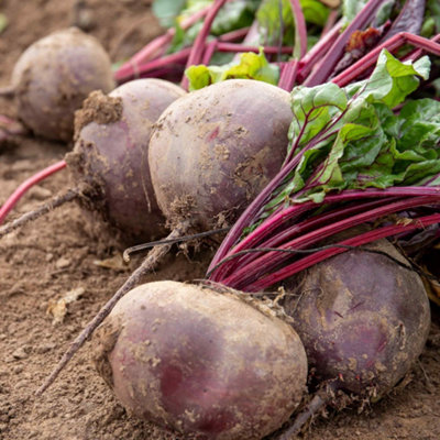 Marshalls Garden Beetroot Seeds 'pablo'  Rhs AgmHigh-Yield Vegetable Seeds Approx. 300 Seeds from B&Q