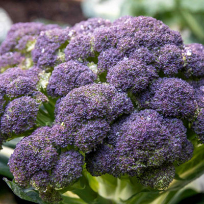 Marshalls Garden Broccoli Seeds 'claret' F1 Hybrid Extra-Large Spring Spears 90 Seeds from B&Q