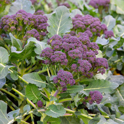 Marshalls Garden Broccoli Seeds Early Purple Sprouting Blend400 Seeds from B&Q
